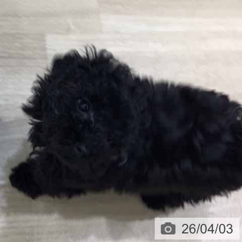 トイ・プードルの写真