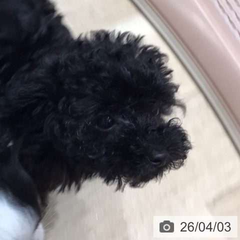 トイ・プードルの写真