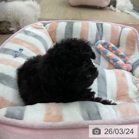 トイ・プードルの写真