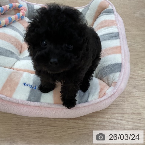 トイ・プードルの写真