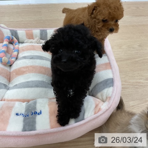 トイ・プードルの写真