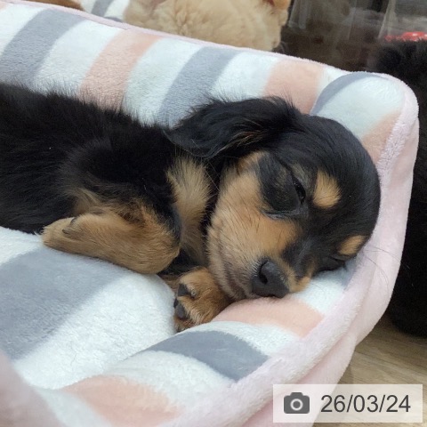 ミニチュア・ダックスフンドの写真