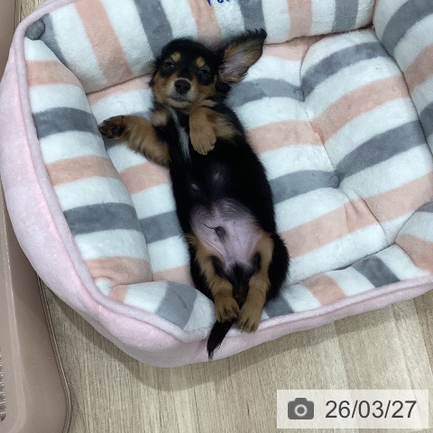 岐阜県のミニチュアダックスフンド(ロング) (ペットプラス 各務原店/2026年1月21日生まれ/男の子/ブラックタン)の子犬の3枚目の画像