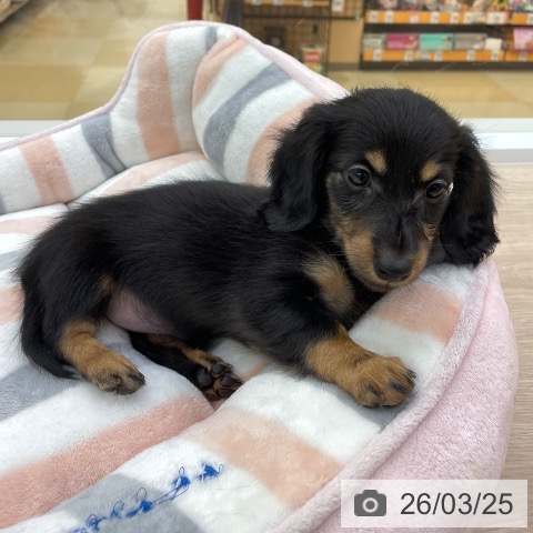 愛知県のミニチュアダックスフンド(ロング) (ペットプラス 豊田店/2026年1月21日生まれ/女の子/ブラックタン)の子犬の4枚目の画像