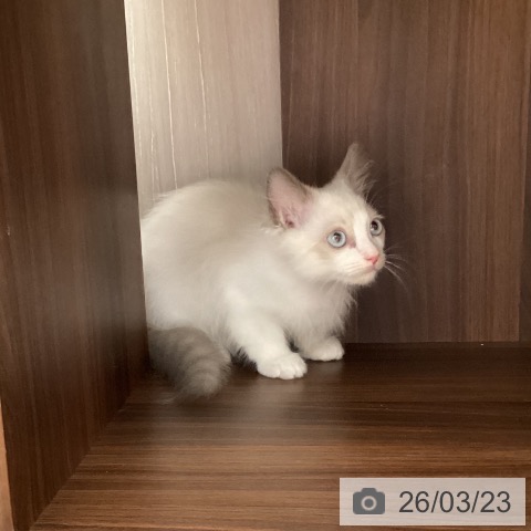 ラグドールの写真