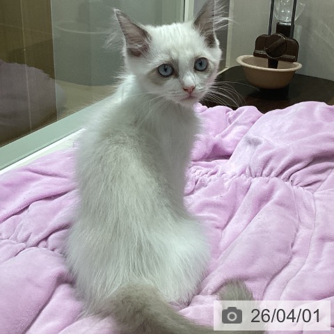 石川県のラグドール (ペットプラス 新小松店/2026年1月16日生まれ/男の子/ブルーポイントバイカラー)の子猫の3枚目の画像