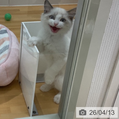 石川県のラグドール (ペットプラス 新小松店/2026年1月16日生まれ/男の子/ブルーポイントバイカラー)の子猫の4枚目の画像