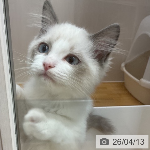 石川県のラグドール (ペットプラス 新小松店/2026年1月16日生まれ/男の子/ブルーポイントバイカラー)の子猫の3枚目の画像