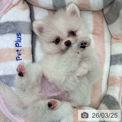 ポメラニアンの写真