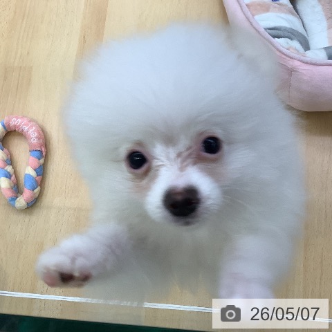 愛知県のポメラニアン (ペットプラス 三好店/2026年1月19日生まれ/男の子/ホワイト)の子犬の4枚目の画像