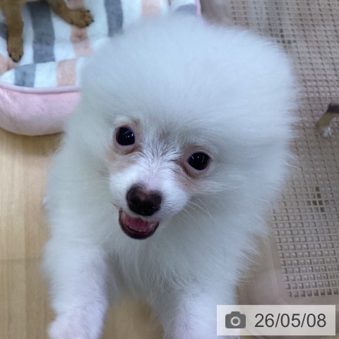 愛知県のポメラニアン (ペットプラス 三好店/2026年1月19日生まれ/男の子/ホワイト)の子犬の3枚目の画像