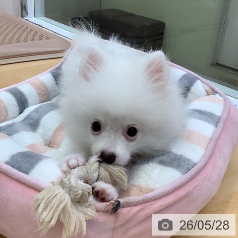 愛知県のポメラニアン (ペットプラス 三好店/2026年1月19日生まれ/男の子/ホワイト)の子犬の4枚目の画像