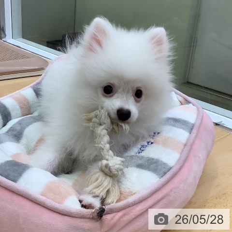 愛知県のポメラニアン (ペットプラス 三好店/2026年1月19日生まれ/男の子/ホワイト)の子犬の3枚目の画像