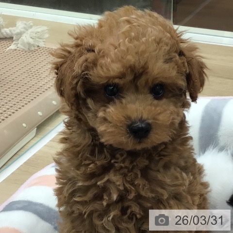 岐阜県のトイプードル(トイ) (ペットプラス 各務原店/2026年1月21日生まれ/男の子/レッドフォーン)の子犬の4枚目の画像