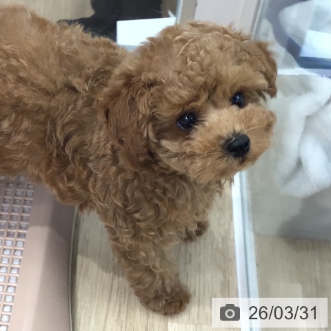 岐阜県のトイプードル(トイ) (ペットプラス 各務原店/2026年1月21日生まれ/男の子/レッドフォーン)の子犬の3枚目の画像