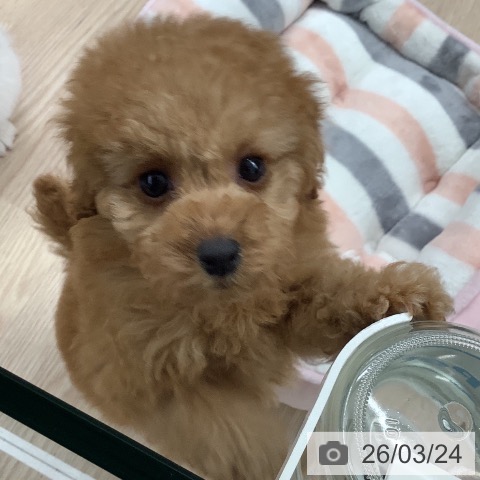 トイ・プードルの写真