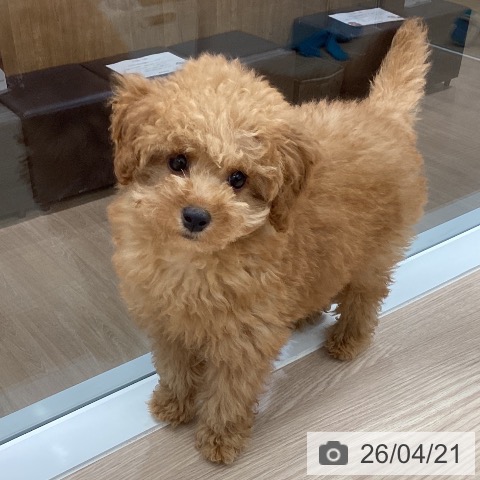 石川県のトイプードル(トイ) (ペットプラス 白山店/2026年1月21日生まれ/女の子/オレンジフォーン)の子犬の4枚目の画像