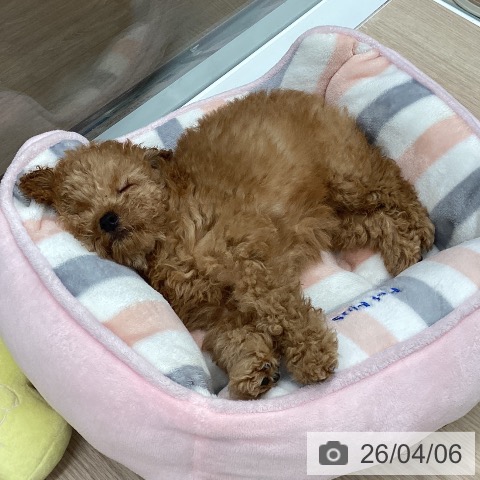 石川県のトイプードル(トイ) (ペットプラス 白山店/2026年1月21日生まれ/女の子/オレンジフォーン)の子犬の3枚目の画像