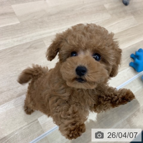 岐阜県のトイプードル(トイ) (ペットプラス 光ケ丘店/2026年1月21日生まれ/女の子/レッドフォーン)の子犬の4枚目の画像