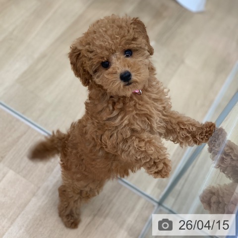 岐阜県のトイプードル(トイ) (ペットプラス 光ケ丘店/2026年1月21日生まれ/女の子/レッドフォーン)の子犬の4枚目の画像