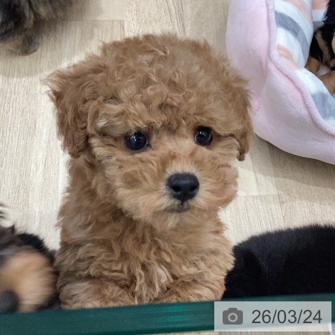 トイ・プードルの写真