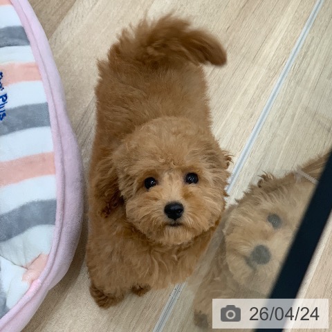 岐阜県のトイプードル(トイ) (ペットプラス 光ケ丘店/2026年1月21日生まれ/女の子/レッドフォーン)の子犬の4枚目の画像