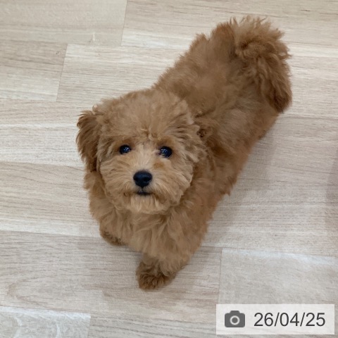 岐阜県のトイプードル(トイ) (ペットプラス 光ケ丘店/2026年1月21日生まれ/女の子/レッドフォーン)の子犬の3枚目の画像