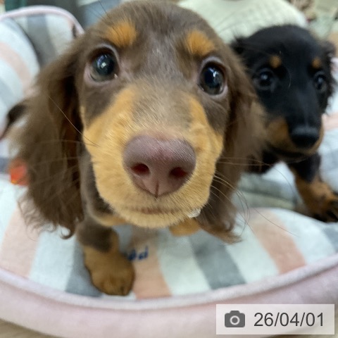 ミニチュア・ダックスフンドの写真