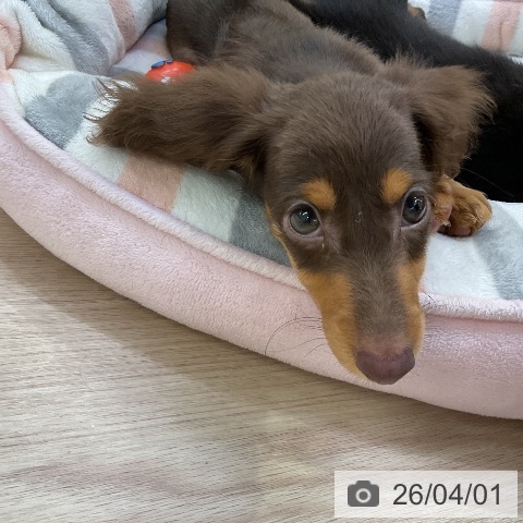 ミニチュア・ダックスフンドの写真