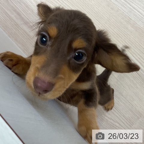 愛知県のミニチュアダックスフンド(ロング) (ペットプラス ナゴヤドーム前店/2026年1月14日生まれ/男の子/チョコレートタン)の子犬の4枚目の画像