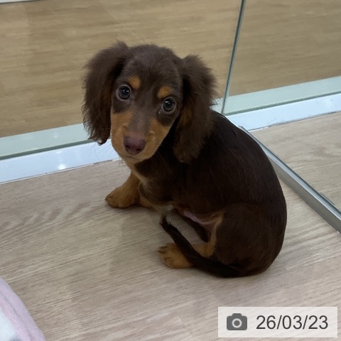 愛知県のミニチュアダックスフンド(ロング) (ペットプラス ナゴヤドーム前店/2026年1月14日生まれ/男の子/チョコレートタン)の子犬の3枚目の画像