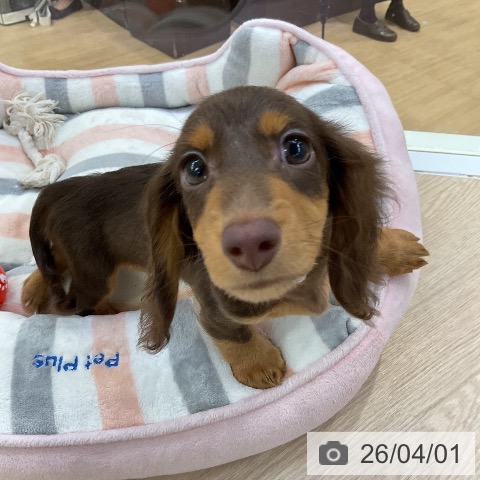 ミニチュア・ダックスフンドの写真