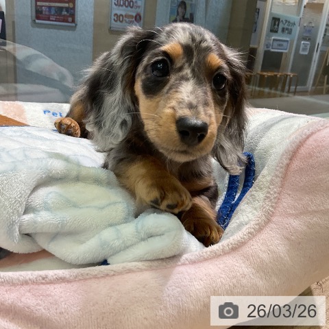 愛知県のミニチュアダックスフンド(ロング) (ペットプラス 岡崎店/2026年1月14日生まれ/男の子/シルバーダップル)の子犬の4枚目の画像