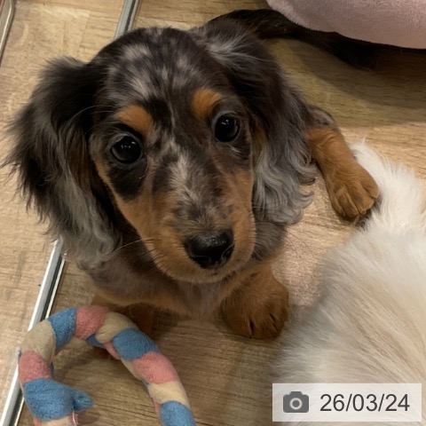 愛知県のミニチュアダックスフンド(ロング) (ペットプラス 岡崎店/2026年1月14日生まれ/男の子/シルバーダップル)の子犬の3枚目の画像