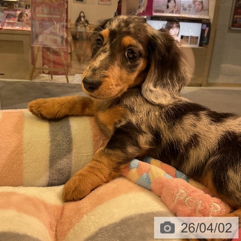 愛知県のミニチュアダックスフンド(ロング) (ペットプラス 岡崎店/2026年1月14日生まれ/男の子/シルバーダップル)の子犬の3枚目の画像