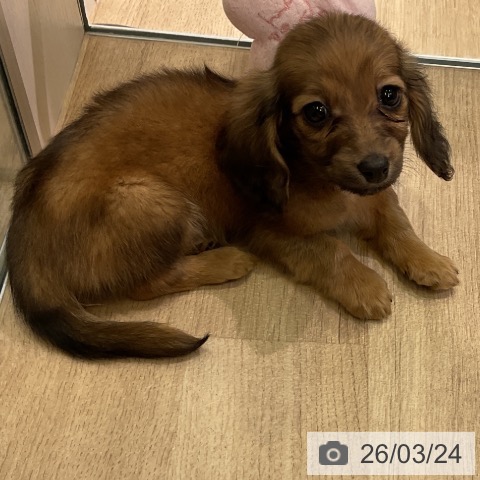 愛知県のミニチュアダックスフンド(ロング) (ペットプラス 岡崎店/2026年1月16日生まれ/男の子/レッド)の子犬の3枚目の画像