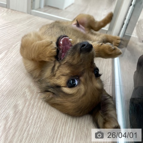 ミニチュア・ダックスフンドの写真