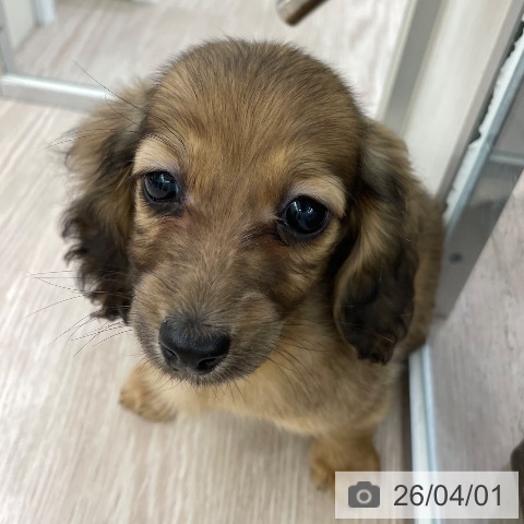 愛知県のミニチュアダックスフンド(ロング) (ペットプラス 豊田店/2026年1月16日生まれ/男の子/レッド)の子犬の4枚目の画像