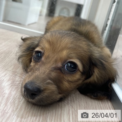 愛知県のミニチュアダックスフンド(ロング) (ペットプラス 豊田店/2026年1月16日生まれ/男の子/レッド)の子犬の3枚目の画像