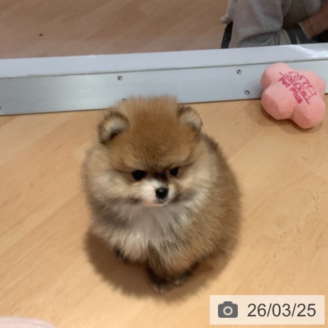 愛知県のポメラニアン (ペットプラス 名古屋茶屋店/2026年1月20日生まれ/男の子/オレンジ)の子犬の4枚目の画像