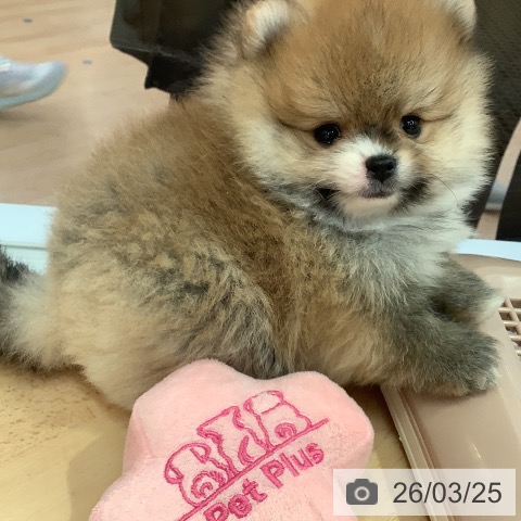 愛知県のポメラニアン (ペットプラス 名古屋茶屋店/2026年1月20日生まれ/男の子/オレンジ)の子犬の3枚目の画像