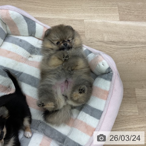 ポメラニアンの写真