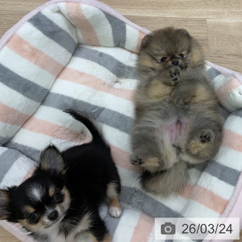 ポメラニアンの写真