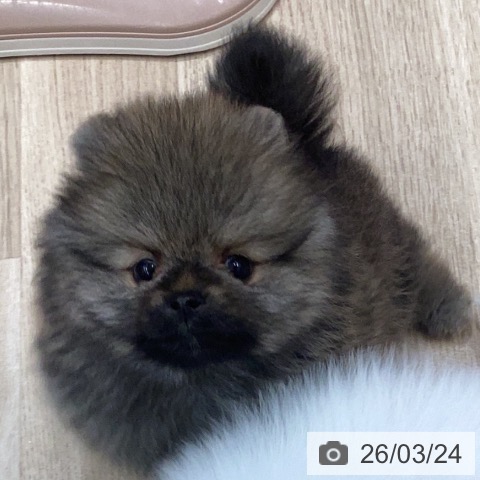 ポメラニアンの写真