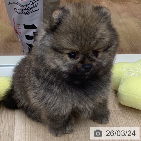 ポメラニアンの写真