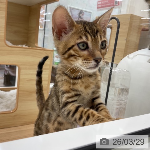 愛知県のベンガル (ペットプラス みなと店/2026年1月21日生まれ/男の子/ブラウンスポットタビー)の子猫の4枚目の画像