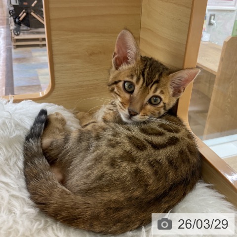 愛知県のベンガル (ペットプラス みなと店/2026年1月21日生まれ/男の子/ブラウンスポットタビー)の子猫の3枚目の画像