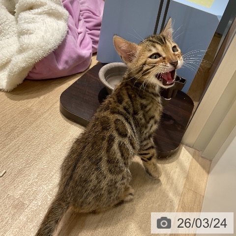 ベンガルの写真