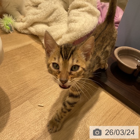 ベンガルの写真