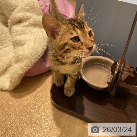 ベンガルの写真